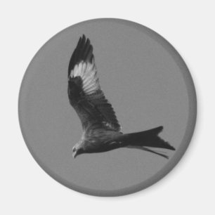 Röd drake magnet