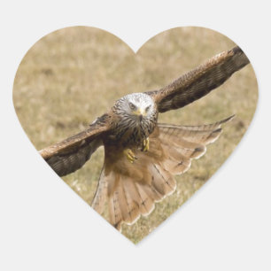 Röd drake (Milvus Milvus) Hjärtformat Klistermärke