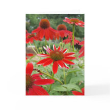 Röd Echinacea Notecards (tom insida)