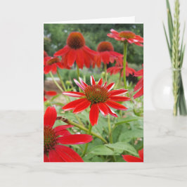 Röd Echinacea Notecards (tom insida) Kort