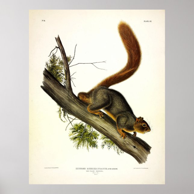 Röd ekorre (Fox Squirrel) av Audubon Poster (Framsidan)