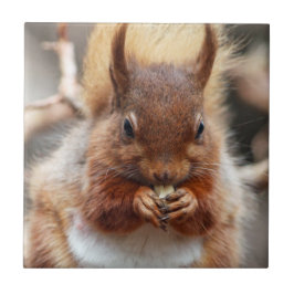 Röd ekorre kakelplatta