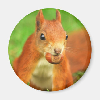 Röd ekorre med nöt magnet