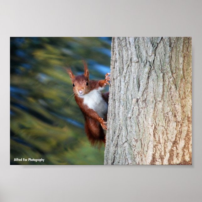 Röd ekorre på träd poster (Framsidan)