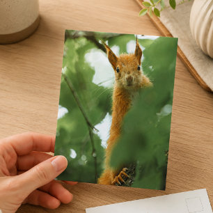 Röd Ekorre Skog Vilda Liv Fotografiet Vykort