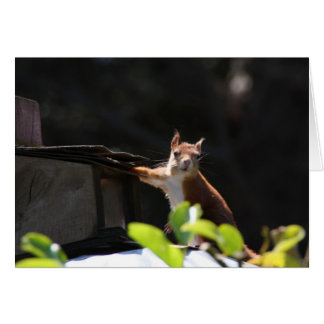 Röd ekorre, Tresco Hälsningskort