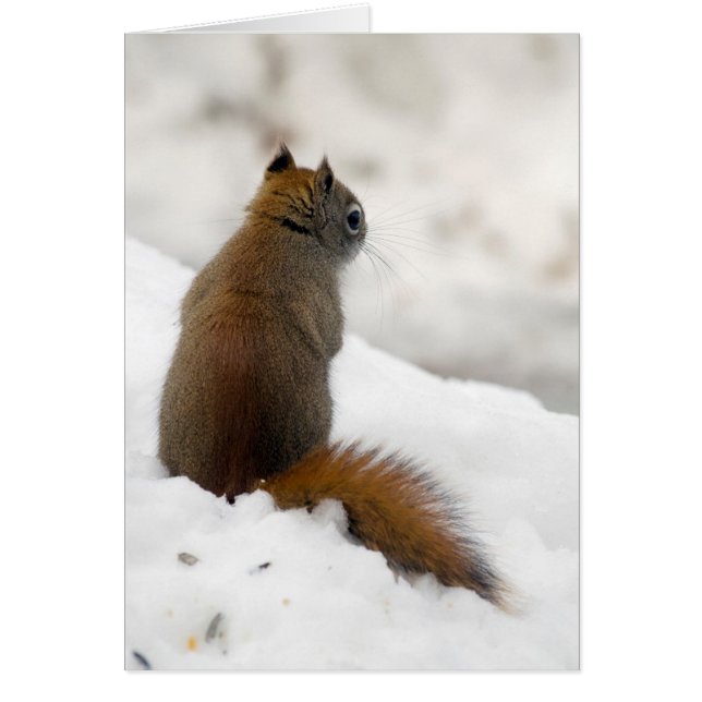 Röd ekorres Soliloquy Hälsningskort (Framsidan)