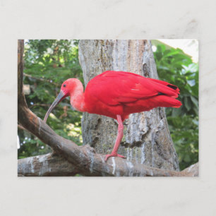 Röd exotisk fågel för Roseate Spoonbill Vykort
