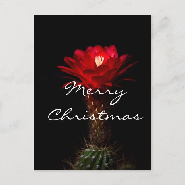 Röd fackel kaktus blomma, God Jul Helg Vykort (Framsida)