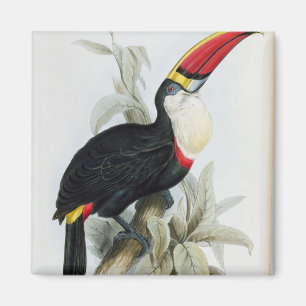 Röd-Fakturerade Toucan, från 'en Monograph av Magnet