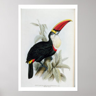 Röd-Fakturerade Toucan, från 'en Monograph av Poster
