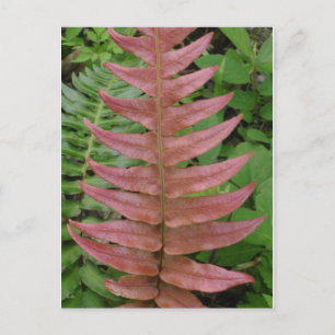 Röd Fern Postcard Vykort