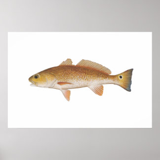 Röd fisk - Röd rom Poster