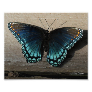 Röd-fläckad Lila Brushfoot Butterfly Fototryck