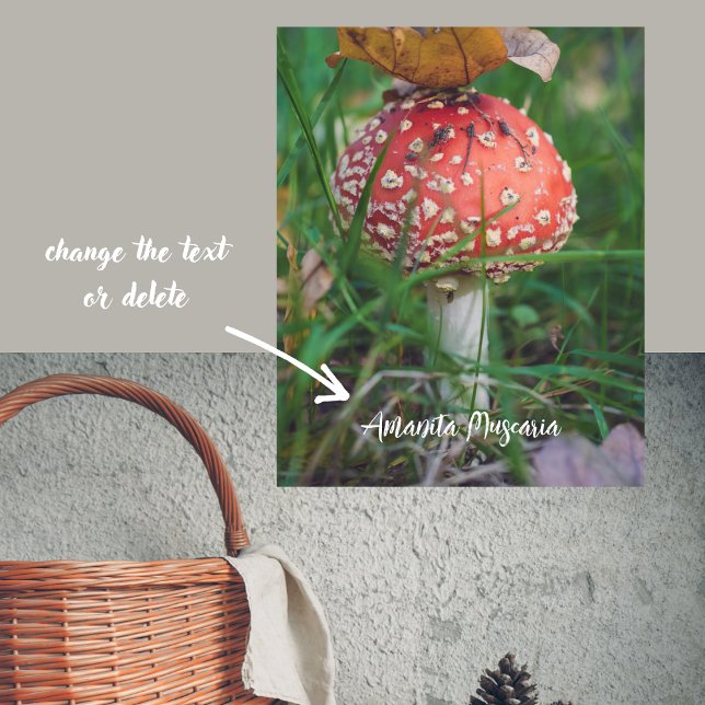 Röd flugesslam poster (Skapare uppladdad)