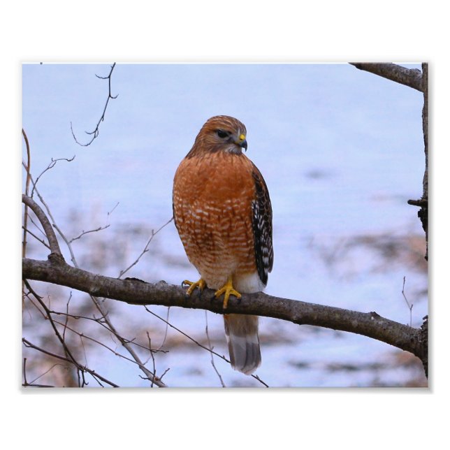 Röd-formad hawk (satan) - foto-enlar fototryck (Framsidan)