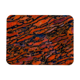 Röd förstenad dinosaurieben magnet