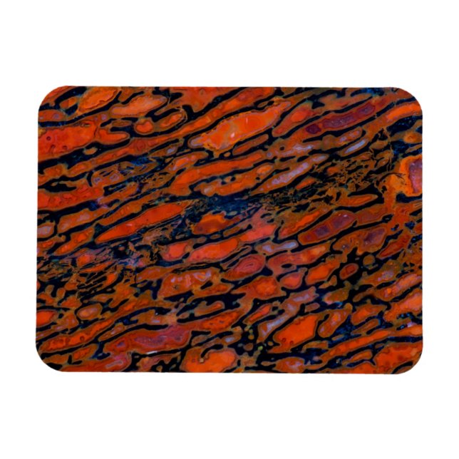 Röd förstenad dinosaurieben magnet (Horisontell)