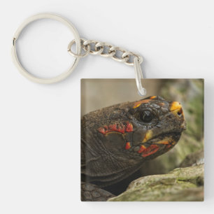 Röd-fotad tortoise bärbar dator
