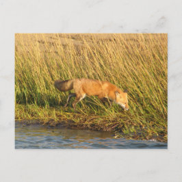 Röd foxfoto vykort