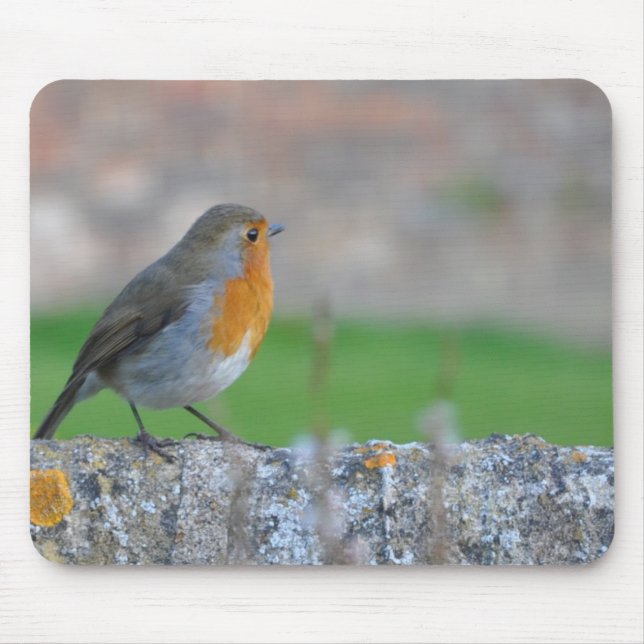 Röd-gådd mot Flycatcher Musmatta (Framsidan)