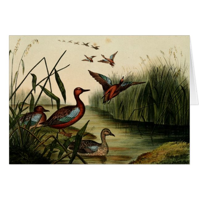 Röd gådd mot krickaanka OBS kort (Framsidan Horizontal)