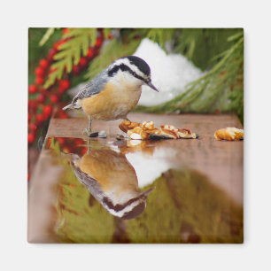 Röd-gådd mot Nuthatch Magnet