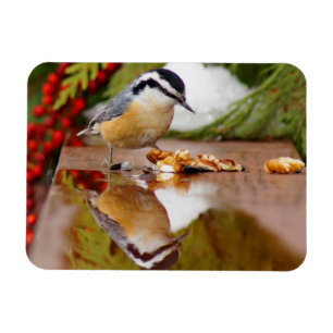 Röd-gådd mot Nuthatch Magnet