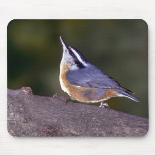 Röd-gådd mot Nuthatch på gren Musmatta