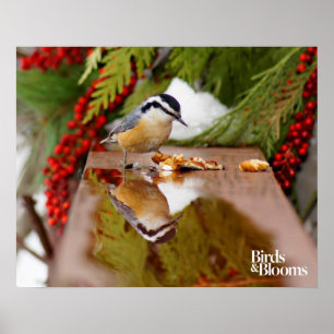 Röd-gådd mot Nuthatch Poster