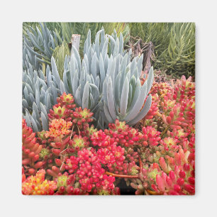 Röd geléböna Sedum och suckulent för blåttisväxt Magnet