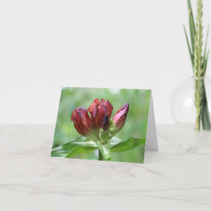 Röd Gentian Blomma Fotografi  Anteckningskort