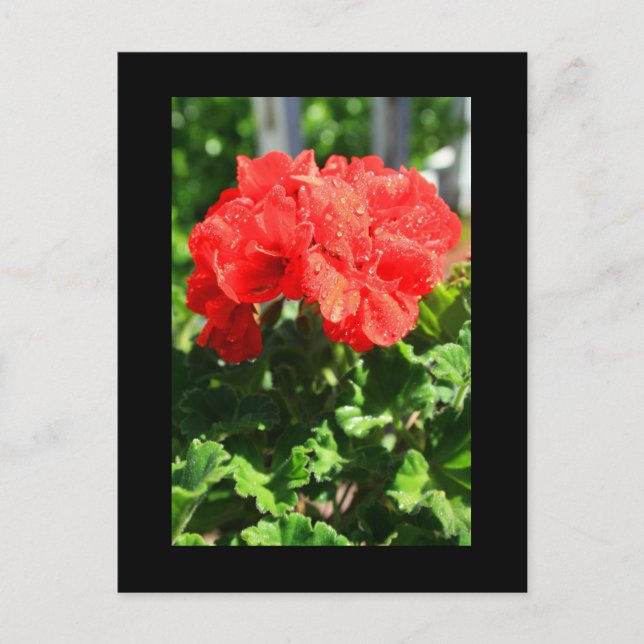 Röd Geranium Blomma Postkort Vykort (Framsida)
