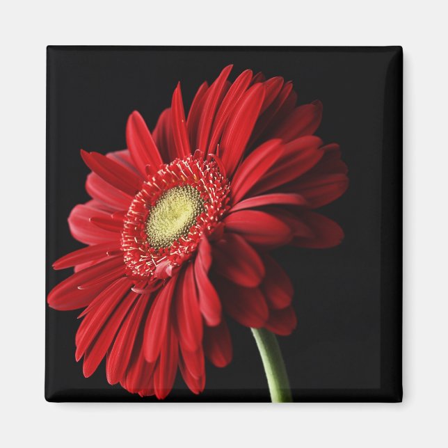 Röd Gerber Daisy Square Magnet (Framsidan)