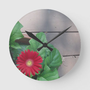 Röd Gerber daisyblomma Rund Klocka