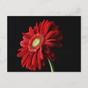 Röd Gerber daisyvykort Vykort
