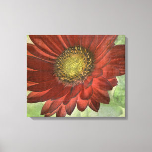 Röd Gerbera Canvastryck