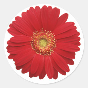 Röd gerbera-daisy-dekal runt klistermärke