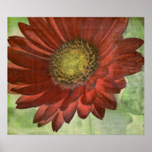 Röd Gerbera Poster