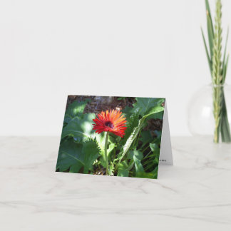 Röd Gerberadaisynotecard Kort