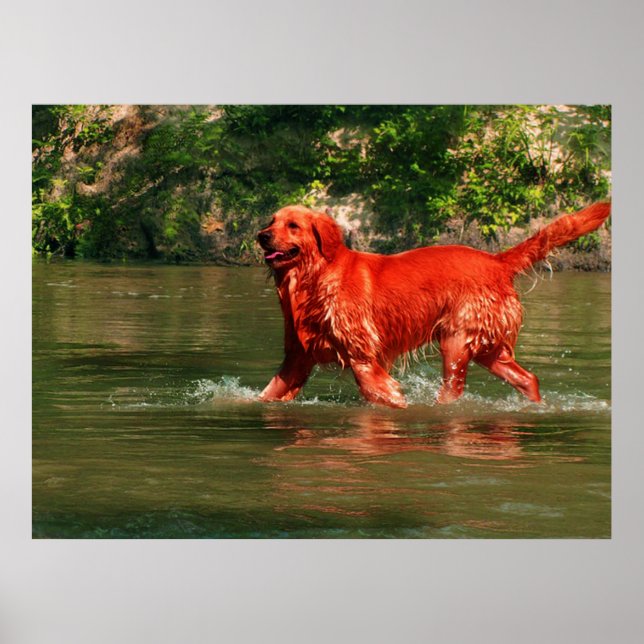 Röd Golden Retriever springer i vattenaffisch Poster (Framsidan)