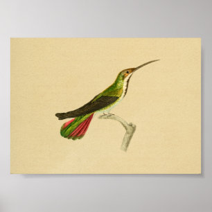 Röd grönt 1830 för vintageHummingbirdtryck Poster
