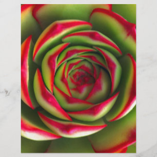 Röd grönt spiral blomma