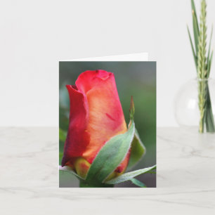 Röd Gul Rosknopp Blomma Fotografering Notering Kort