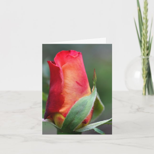 Röd Gul Rosknopp Blomma Fotografering Notering Kort (Framsida)