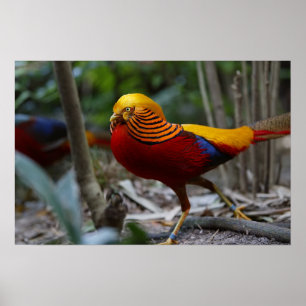 Röd guld- Pheasant Poster