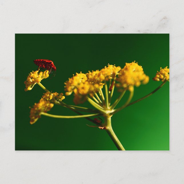 Röd - Gult - Grönt Vykort (Framsida)