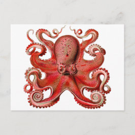 Röd Haeckel bläckfisk Vykort