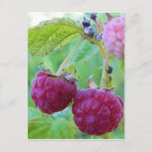 röd hallonbär, bärbärsverk botany frambuesa vykort
