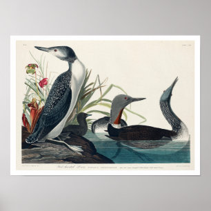 Röd-haltig diver från Audubon-Poster Poster
